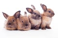Four rabbits isolated on the white. Royalty Free Stock Photo