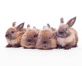 Four rabbits isolated on the white. Royalty Free Stock Photo