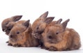 Four rabbits isolated on the white. Royalty Free Stock Photo