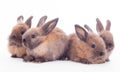 Four rabbits isolated on the white. Royalty Free Stock Photo
