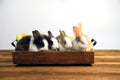 Four rabbits with two tone color sitting together in wooden tary Royalty Free Stock Photo