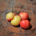 Four Ranier Cherries. Closeup. Royalty Free Stock Photo