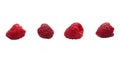 Four raspberries in a line isolated on white Royalty Free Stock Photo