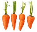 Four raw whole organic imperfect orange carrots isolated