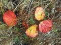 Four red aspen leaves lie on the grass. Signs of autumn Royalty Free Stock Photo