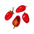 Four red cherry tomatoes. Isolated marker drawing Royalty Free Stock Photo