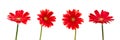 Four red daisies gerbera flowers isolated on white background Royalty Free Stock Photo