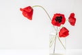 Four red delicate poppies in glass vase isolated on white background Royalty Free Stock Photo