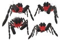 Four red faces jumping spiders on a white background Royalty Free Stock Photo