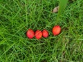 Four red palms on green grass Royalty Free Stock Photo