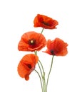 Four red poppies isolated on white background Royalty Free Stock Photo