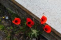 Four red poppy flowers wild in the cracks of the concrete in the city. Papaver rhoeas, common poppy, corn poppy, corn rose, field