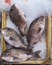 Four red porgies fish in a tray