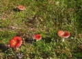 Four red russula mushrooms on the green background Royalty Free Stock Photo