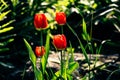 Four red tender tulips in early spring amid park greenery lit by the sunset backlight of the sun