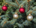 Four red and white satin Christmas ornaments hanging in a pine tree