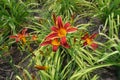 Four red and yellow flowers of daylilies Royalty Free Stock Photo