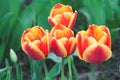 Four red and yellow tulips on a green background