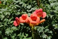 Four reddish orange flowers of Campsis radicans