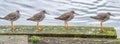 Four redshanks in a row Royalty Free Stock Photo