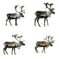 Four Reindeer with Antlers Standing on a White Background Royalty Free Stock Photo