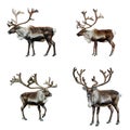 Four Reindeer Standing Isolated on a White Background Royalty Free Stock Photo
