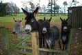 Rescued donkeys