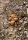 Four ripe hazelnuts lie on a stone.