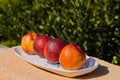 Four ripe peaches align on a white plate by the Sardinian sea. Bathed in southern sun. Royalty Free Stock Photo