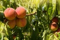 Four ripe peaches on a tree in the garden against a background of greenery, sunny glare Royalty Free Stock Photo