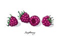 Four Ripe Pink Raspberries. Poster design. Vector illustration
