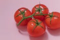 Four ripe tomatoes on a green branch with highlights on the skin Royalty Free Stock Photo