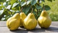 Four ripe yellow pears on wooden table, against blurred background of summer or autumn garden. Fresh natural organic fruits