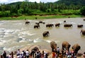 Four River Elephants