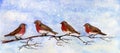 Four Robins on a Branch with a Snowy Sky Royalty Free Stock Photo