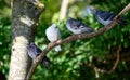Four rock doves or common pigeons sitting in a tree