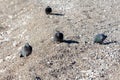 Four Rock doves or rock pigeons or Common pigeons calmly walking and looking for food on sand and rocks covered beach