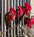 Four - 4 - roosters sick their heads out a cage at a street maket in Turkey
