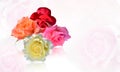 Four rose color on blur pink rose flower, white and pink background, nature, copy space