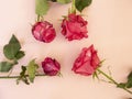 Four roses from fresh to dry stage. Roses on the pink background, copuspace. Beautiful flowers