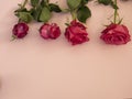 Four roses from fresh to dry stage. Roses on the pink background, copuspace. Beautiful flowers