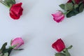 Four roses on white background. Space to copy