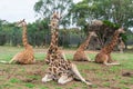 Four Rothschilds giraffes sitting in rest on a grassy plain Royalty Free Stock Photo