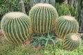 Four Round Cactuses