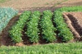 Four rows of Potato plants with thick dark green leathery leaves growing in local field next to Green onions or Scallions Royalty Free Stock Photo