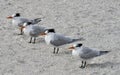 Four Royal Terns on a Beach