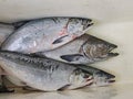 Four Dead Salmon In a Cooler Royalty Free Stock Photo