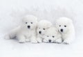 Four Samoyed puppies Royalty Free Stock Photo