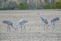 Four Sandhill Cranes Eating in Farm Field Royalty Free Stock Photo