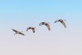 Sandhill cranes in flight at twilight Royalty Free Stock Photo